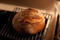 2009 noknead bread IMG 9474 med.jpg